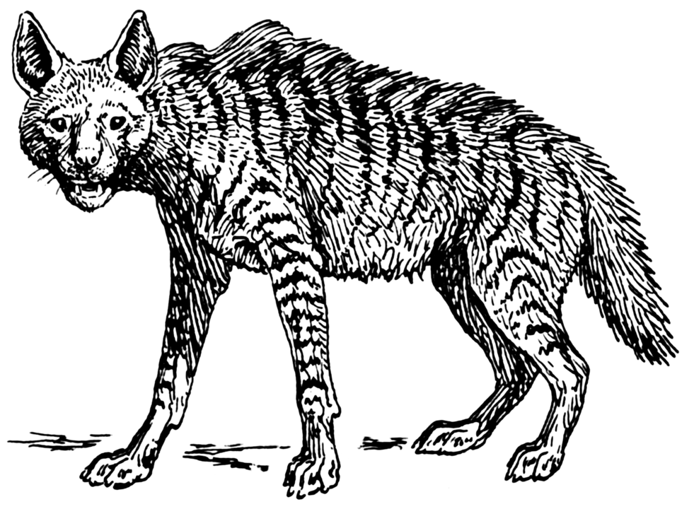 A hyena, or "kaftar" in Persian, was the name given to female witches in medieval India during the 14th century Delhi Sultanate.
